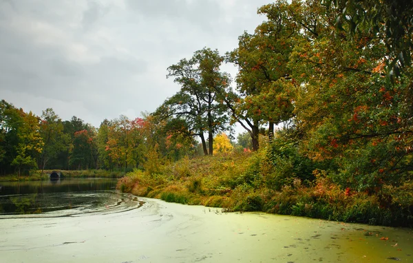 Sonbahar bir göl kenarında — Stok fotoğraf