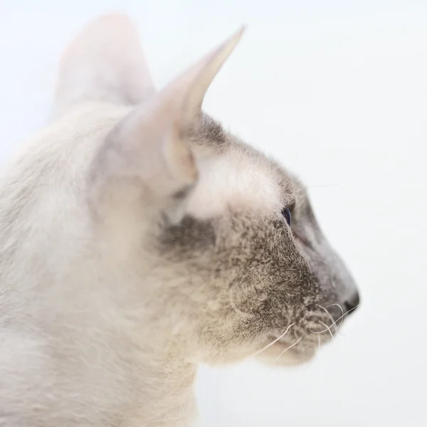 毛のない猫 — ストック写真