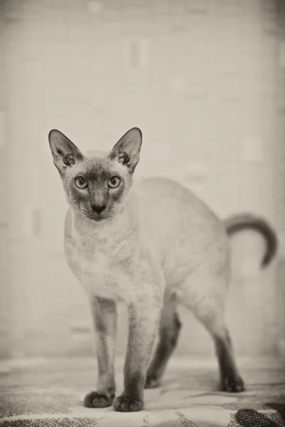 Bezwłosy kot — Zdjęcie stockowe