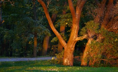 akşam sonbahar park