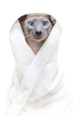 Hairless Cat in Towel clipart