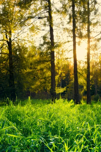 Floresta de pinheiro — Fotografia de Stock