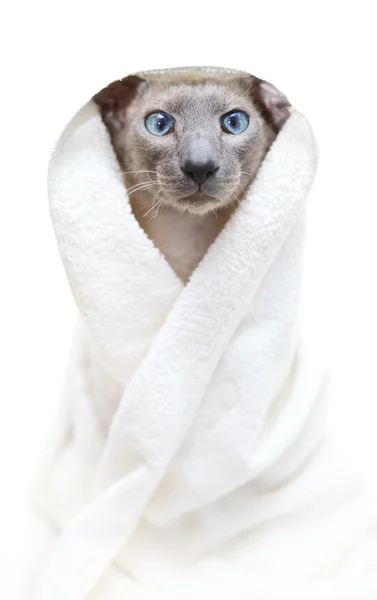Bezvlasý kočka v ručníku — Stock fotografie