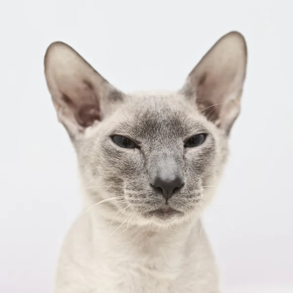 Tüysüz kedi — Stok fotoğraf