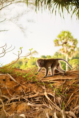 Macaque Monkey clipart
