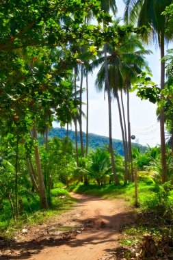 Road in Jungle clipart