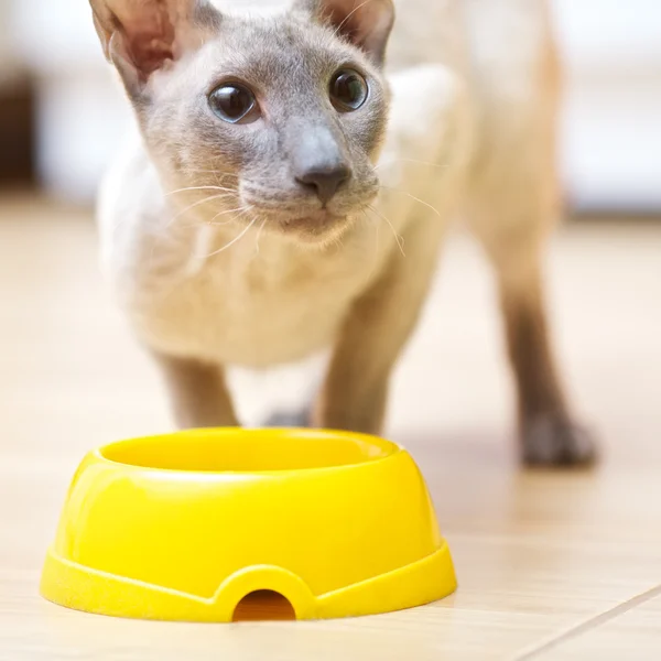 Bezvlasý kočka jídlo — Stock fotografie