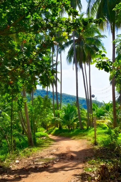 Дорога в джунглях — стоковое фото