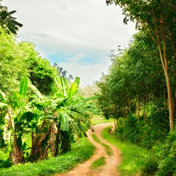 Straße im Dschungel — Stockfoto