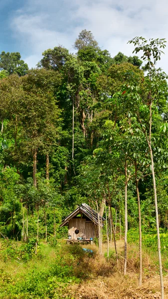 Тайские джунгли — стоковое фото
