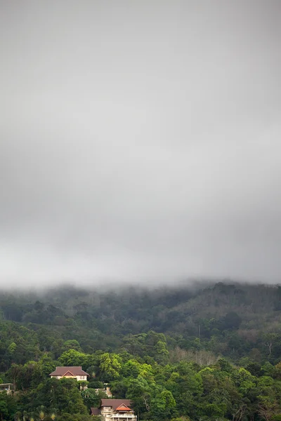 Floresta sob chuva — Fotografia de Stock