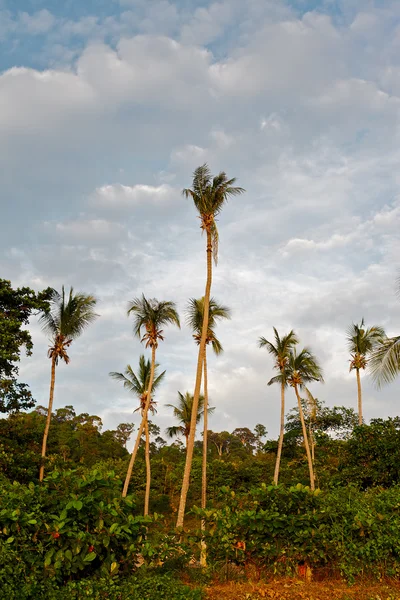 Tropik orman — Stok fotoğraf