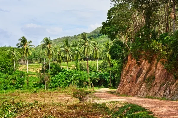Vägen i djungeln — Stockfoto