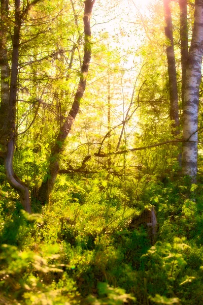 Sol en el bosque —  Fotos de Stock