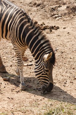 zebra yiyen