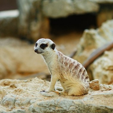 Suricate