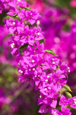 Bougainvillea çiçek