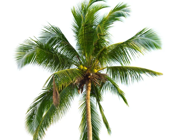Kokosowe palmy — Zdjęcie stockowe