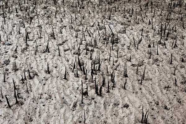 Mangrove moeras — Stockfoto