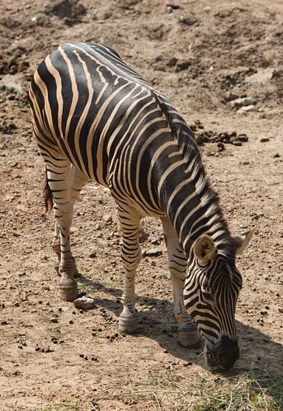 zebra yiyen