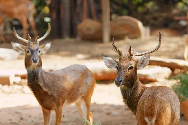 stock image Siamese Eld's deers