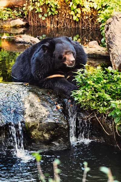 stock image Malayan Sun Bear