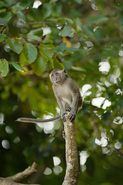 Springen makaak monkey — Stockfoto
