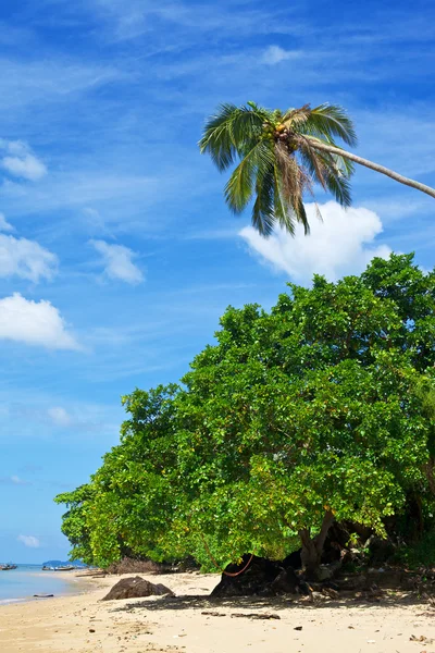 Tropic plaży — Zdjęcie stockowe