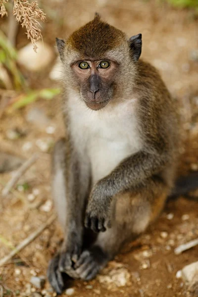Makaak monkey Stockfoto
