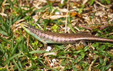 küçük skink