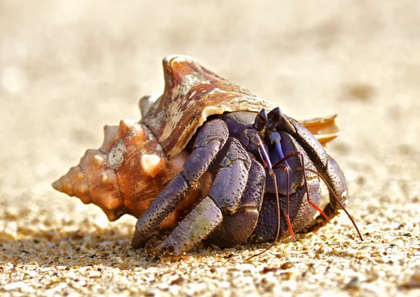 Hermit crab Stock Photos, Royalty Free Hermit crab Images | Depositphotos