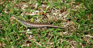 küçük skink