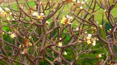 Plumeria çiçek