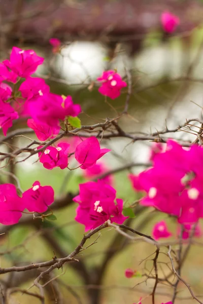 Бугенвіль квітка — стокове фото