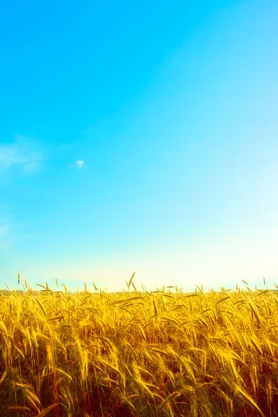 stock image Golden Wheat