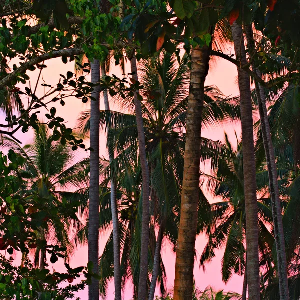 Ζούγκλα στο ηλιοβασίλεμα — Φωτογραφία Αρχείου