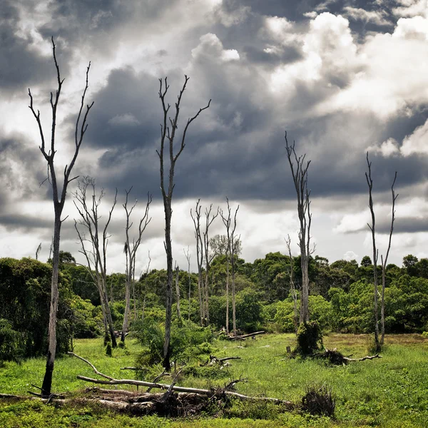 Suche drzewa na Bagnie — Zdjęcie stockowe