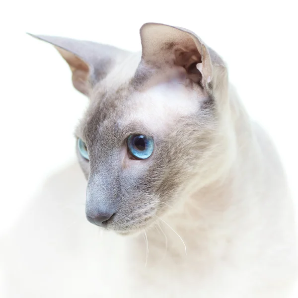 Haarloze kat — Stockfoto