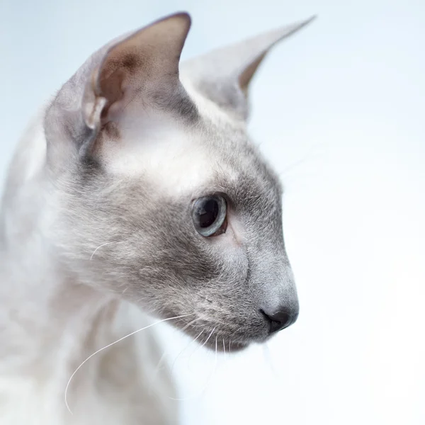 Tüysüz kedi — Stok fotoğraf