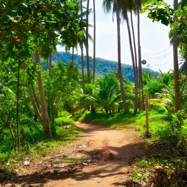 Camino en la selva — Foto de Stock