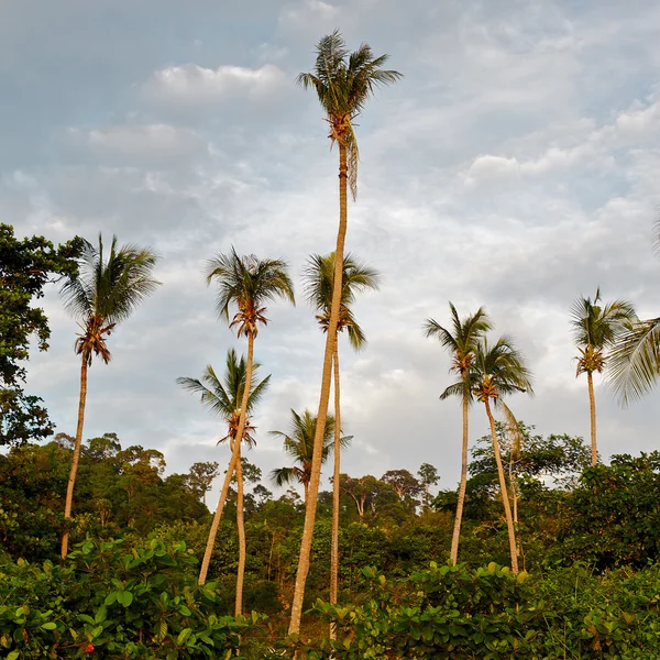 热带丛林 — 图库照片