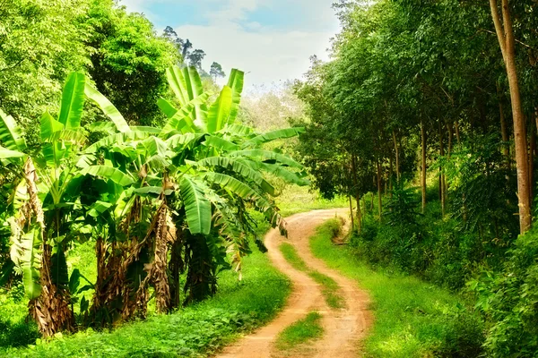 Weg in de jungle — Stockfoto