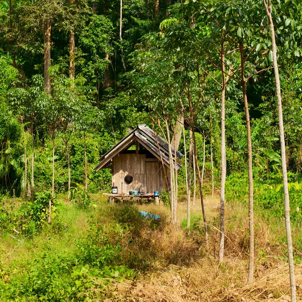 Thailändischer Dschungel — Stockfoto