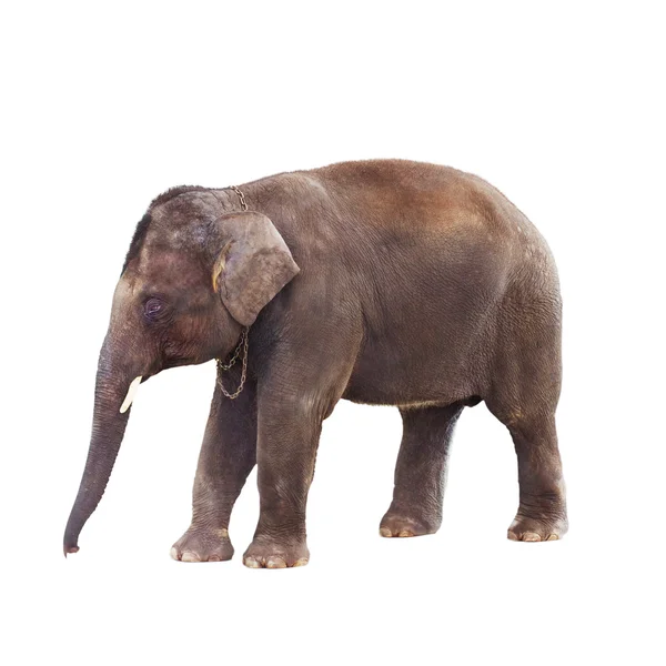 Hint fili — Stok fotoğraf