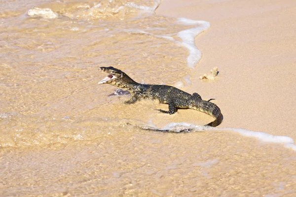 stock image Wild young water monitor