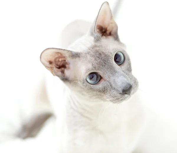 Hraje bezvlasý kočka — Stock fotografie