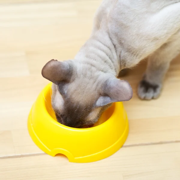 Bezvlasý kočka jídlo — Stock fotografie
