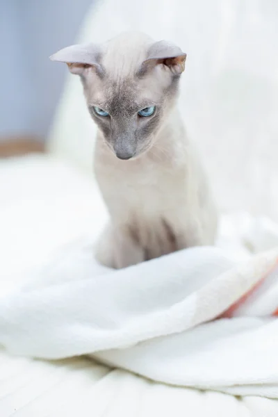 毛のない猫 — ストック写真