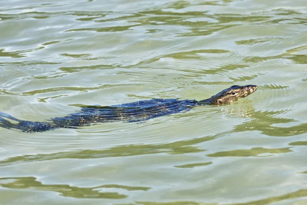 Stock image Wild young water monitor