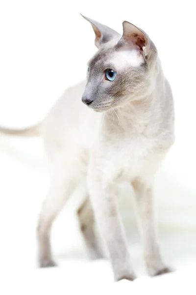 Gato sem pêlos — Fotografia de Stock